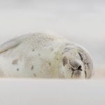 Jones Beach Harp Seal