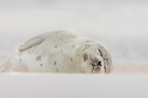 Jones Beach Harp Seal