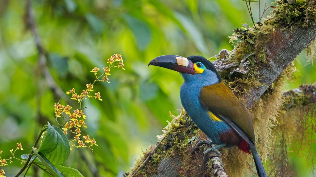 Mountain Toucan