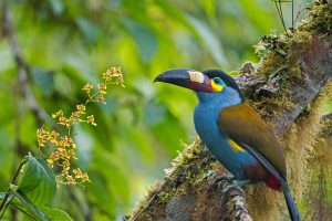 Mountain Toucan