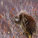 Porcupine Willow