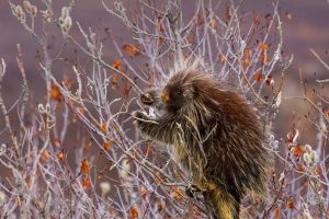 Porcupine Willow