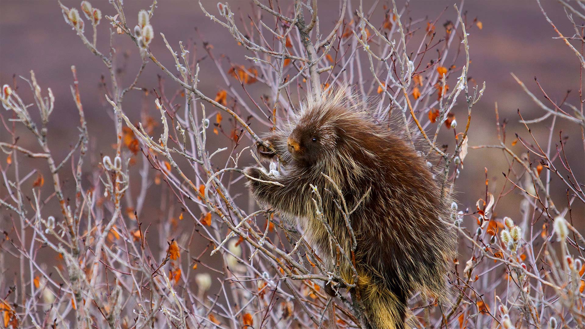 Porcupine Willow