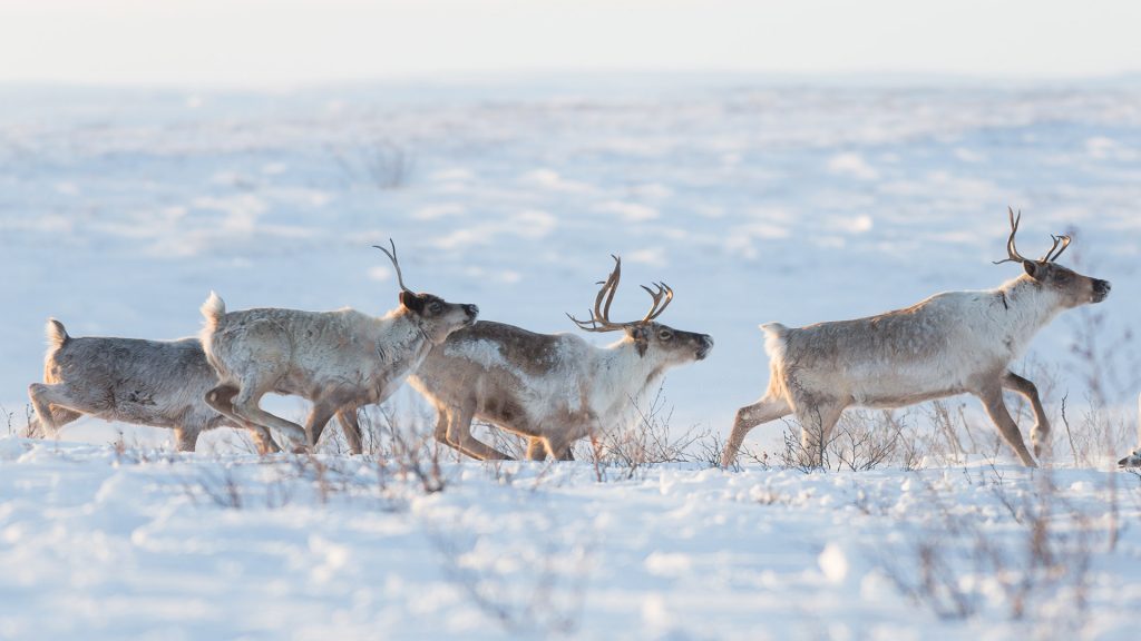 Reindeer NWT