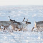 Reindeer NWT