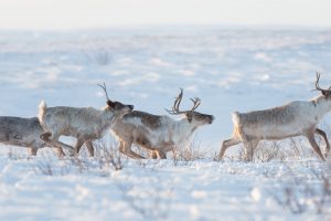 Reindeer NWT