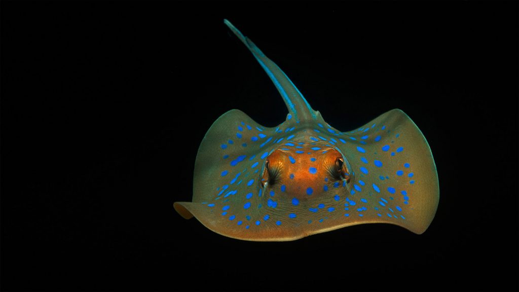 Ribbontail Stingray