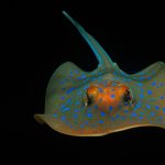 Ribbontail Stingray