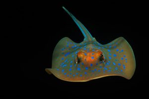 Ribbontail Stingray