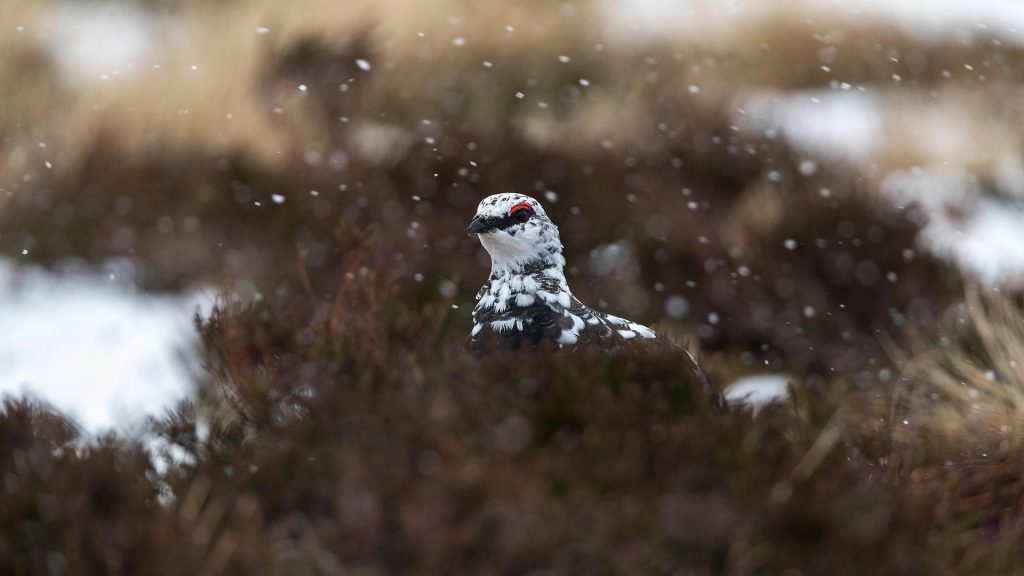 Snow Ptarmigan