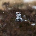 Snow Ptarmigan