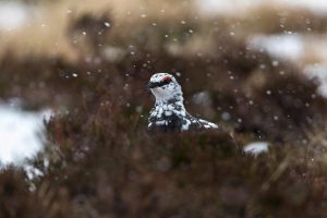 Snow Ptarmigan