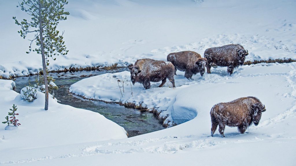 Winter Bison