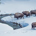 Winter Bison