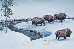 Winter Bison