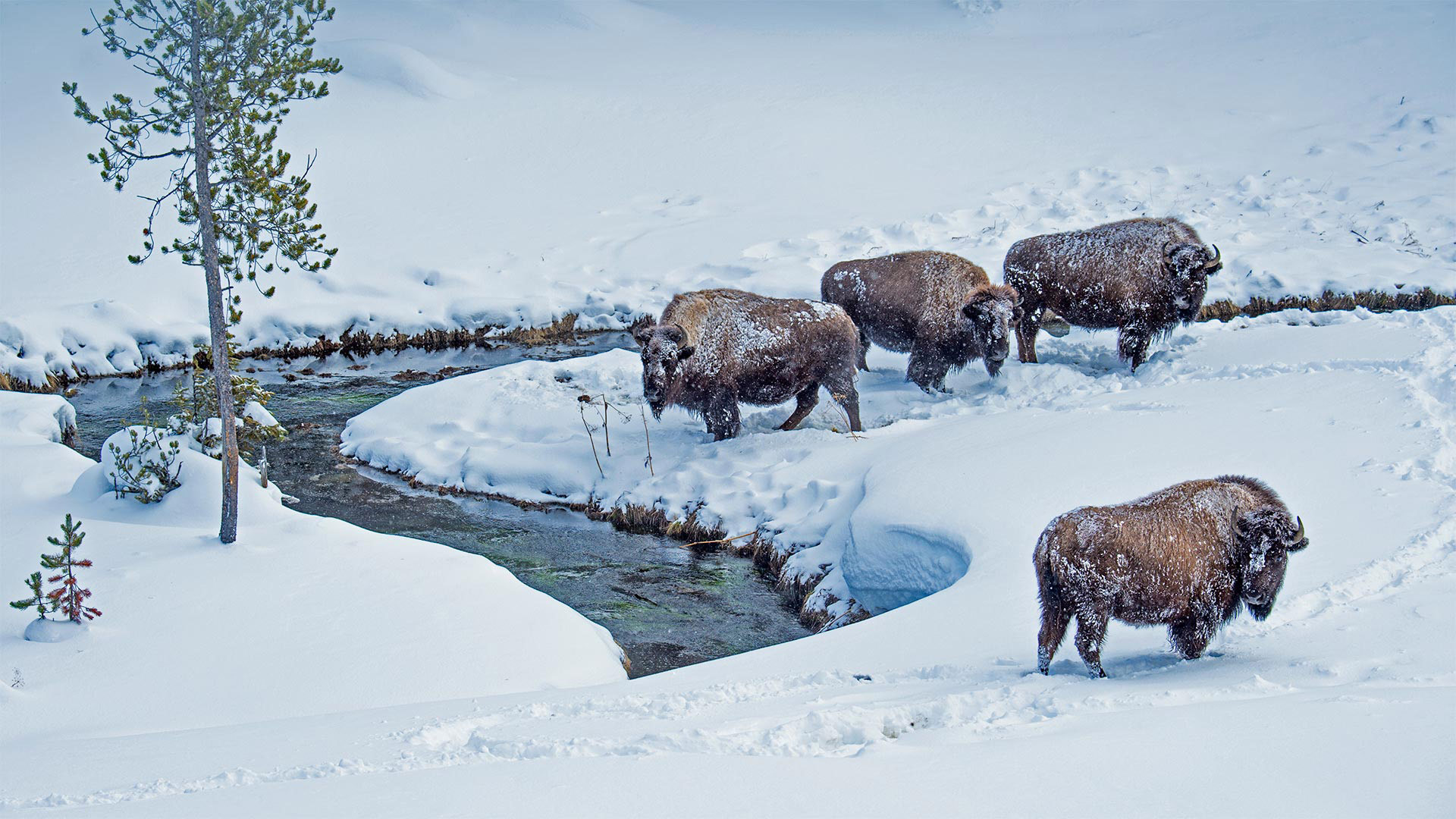 Winter Bison