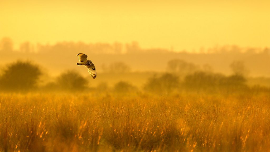 Wintering Fowl