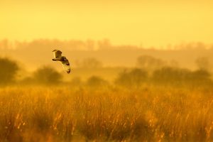 Wintering Fowl