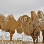 Bactrian Camels