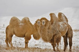 Bactrian Camels