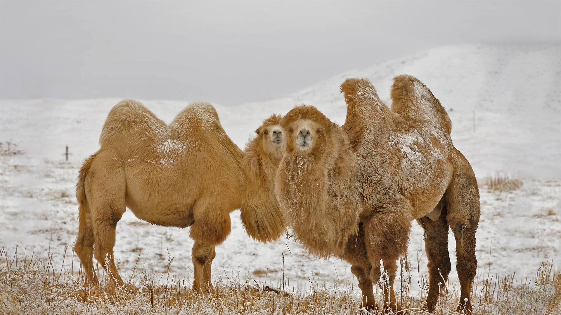 Bactrian Camels