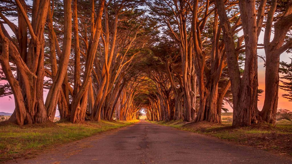 Cypress Tunnel