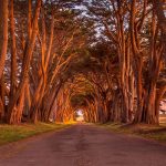 Cypress Tunnel