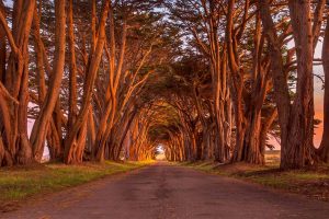 Cypress Tunnel