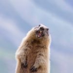 GHD Marmot