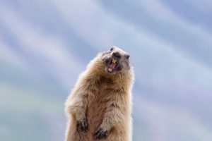 GHD Marmot