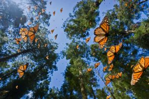 Mexico Monarchs