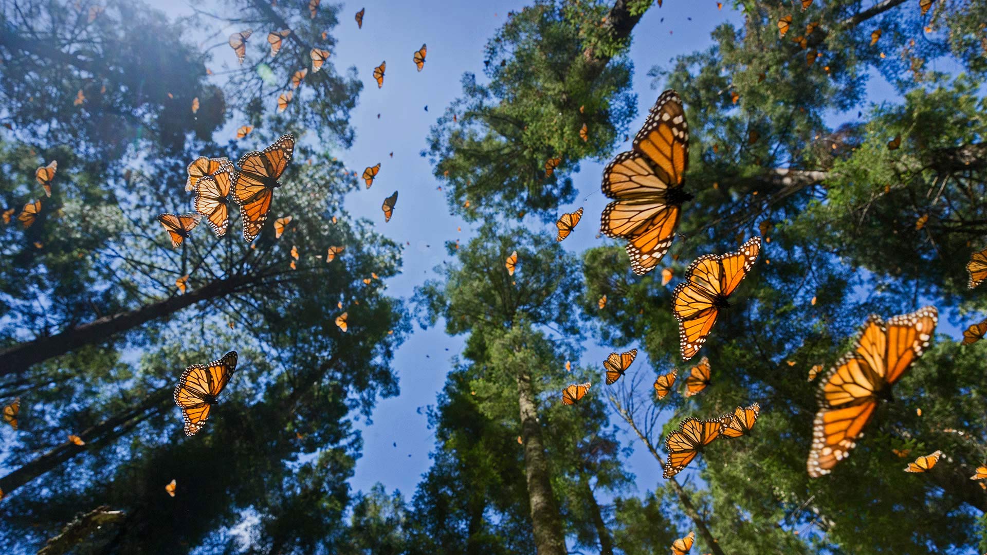 Mexico Monarchs