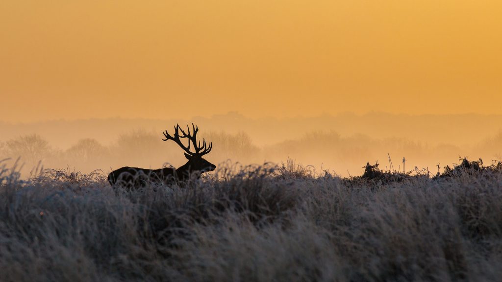 Richmond Deer