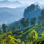 Tea Gardens Munnar