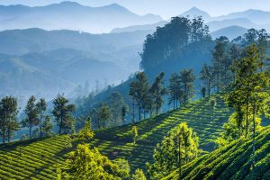 Tea Gardens Munnar