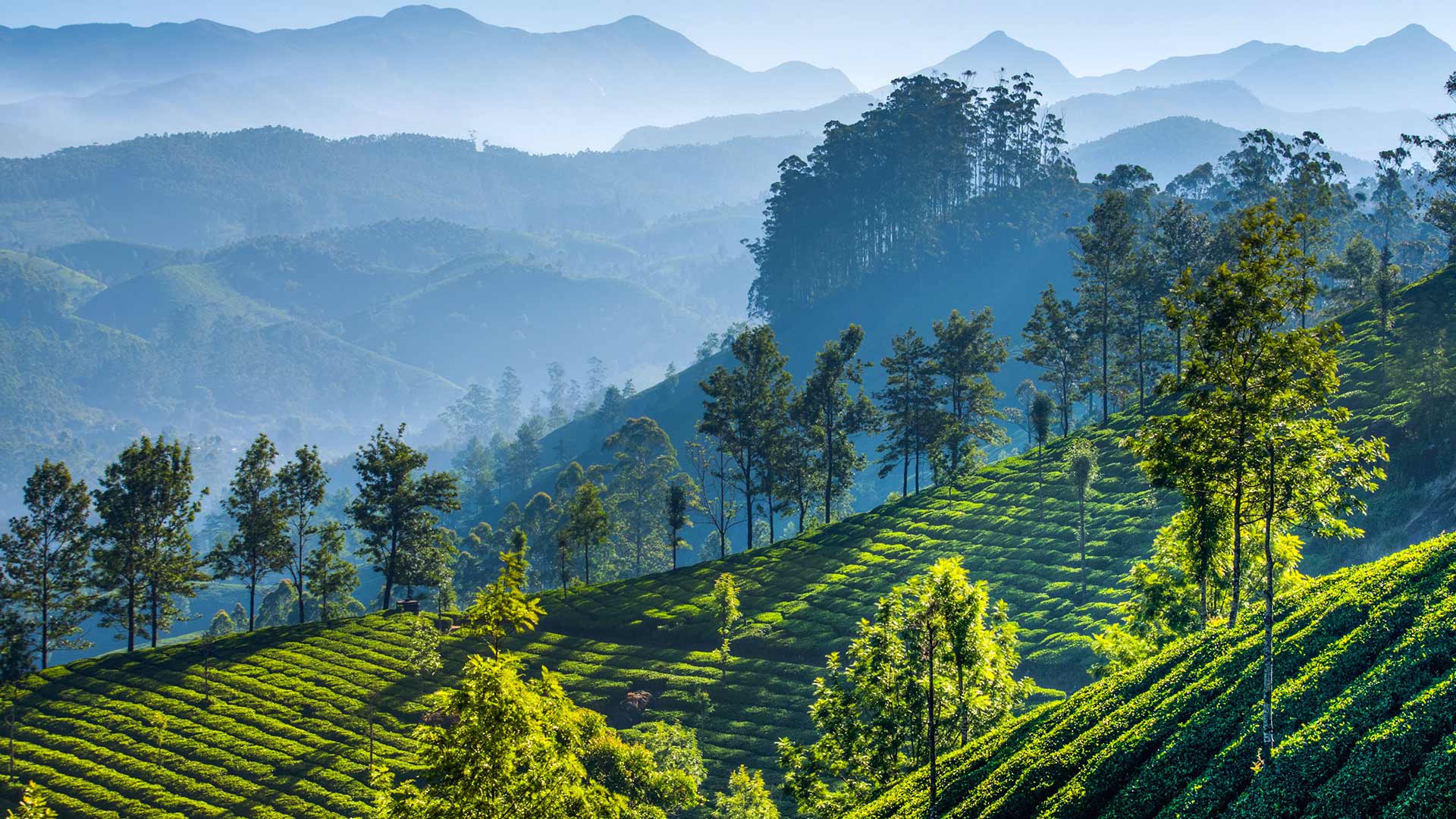 Tea Gardens Munnar