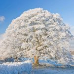 Winter Cotswolds