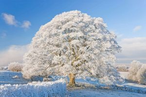 Winter Cotswolds