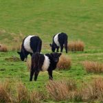 Belted Galloway