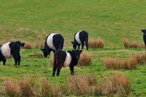 Belted Galloway