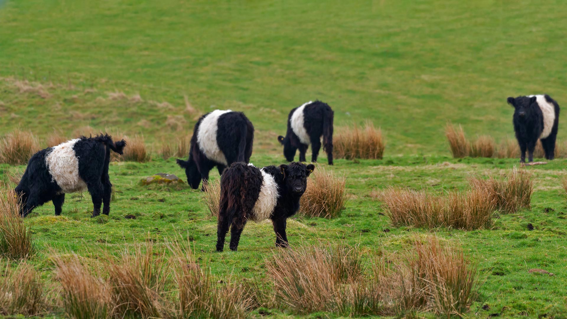 Belted Galloway