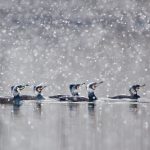 Great Cormorants