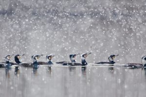 Great Cormorants