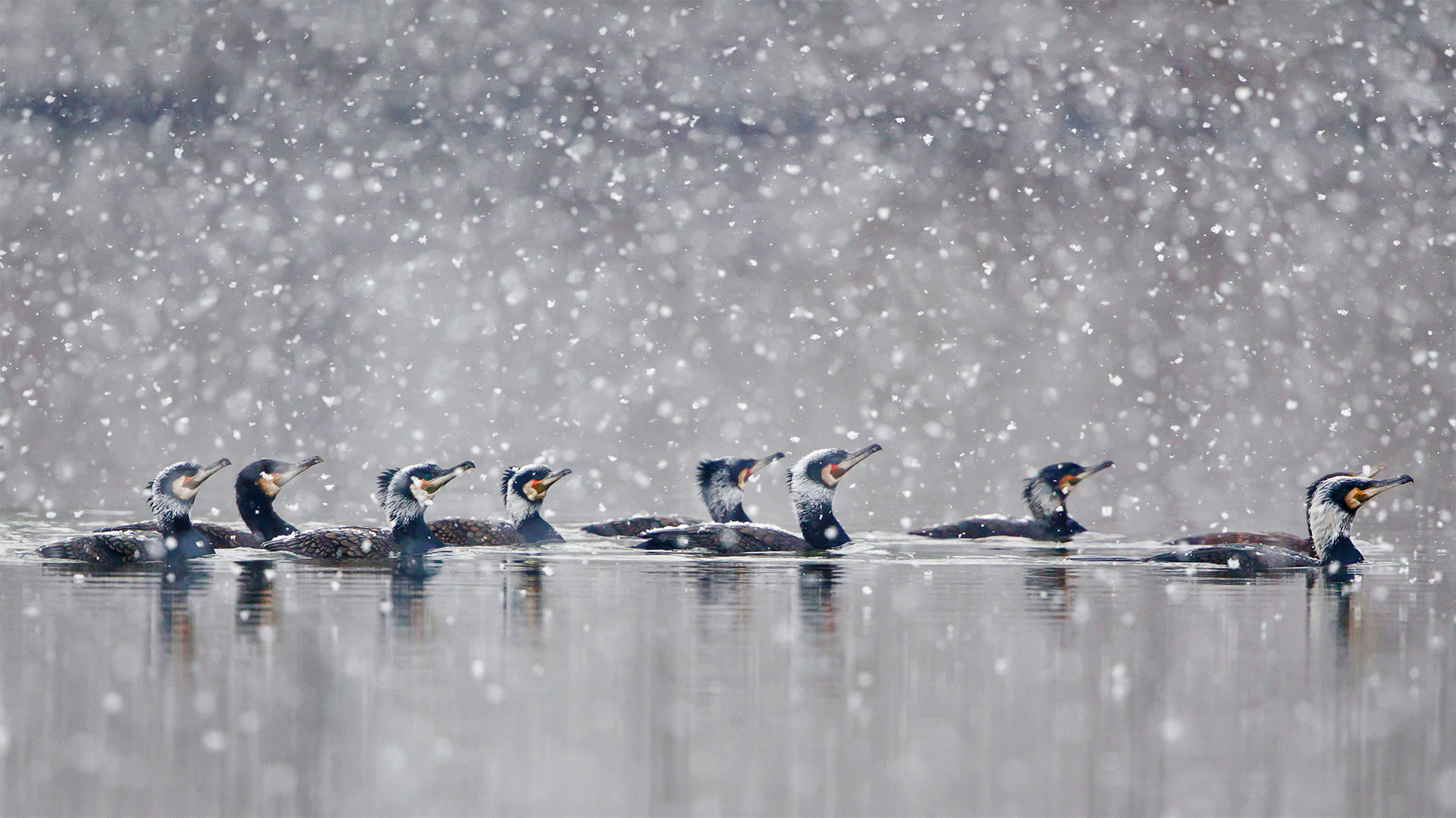 Great Cormorants