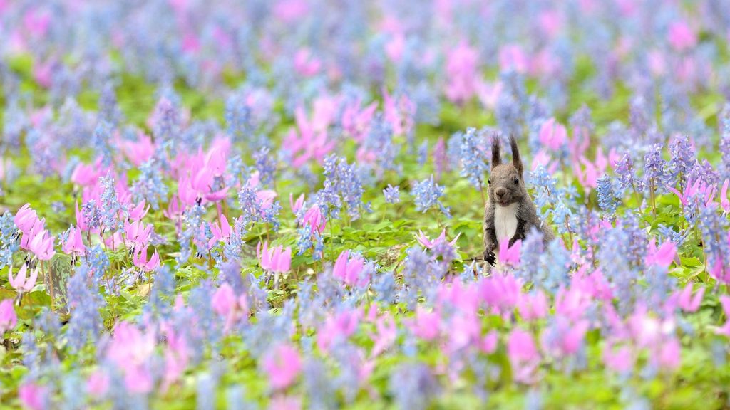 Hokkaido Rabbit