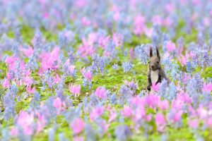 Hokkaido Rabbit