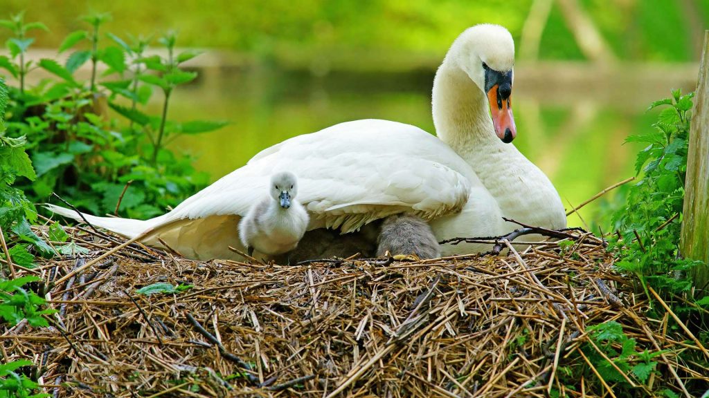 Mother Swan