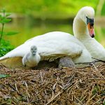 Mother Swan