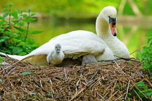 Mother Swan