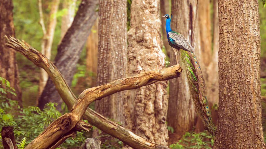 Peacock Nagarahole